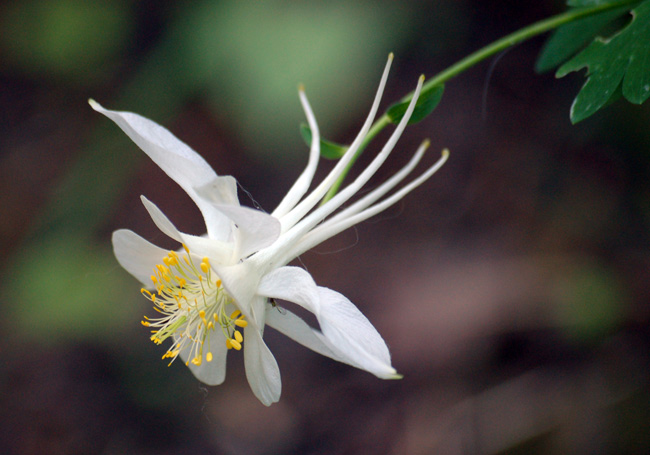 columbine 1